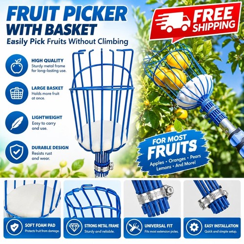 Best garden fruit harvest - fruit,
